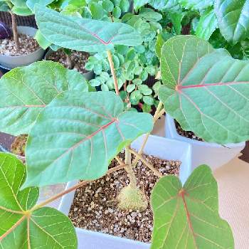 ハート型の葉っぱの投稿画像一覧 Greensnap グリーンスナップ