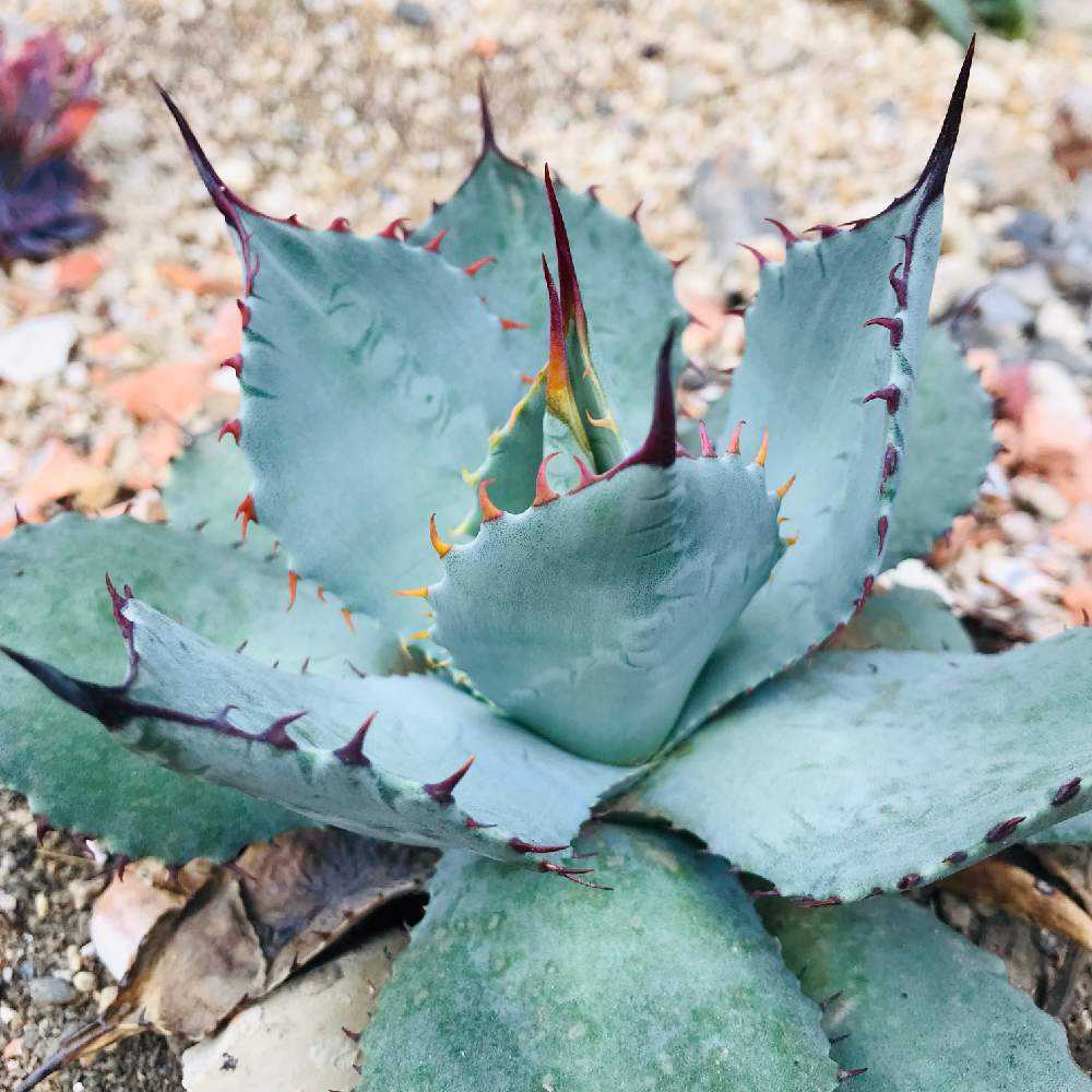 アガベ沼っちの初アガベ地植え(*_∇_)｜🍀GreenSnap（グリーンスナップ）