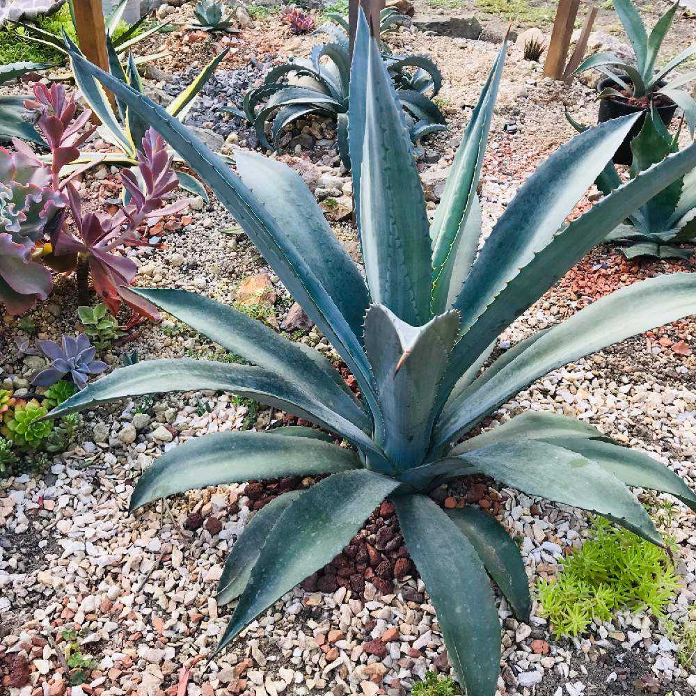 アガベ沼っちの初アガベ地植え(*_∇_)｜🍀GreenSnap（グリーンスナップ）