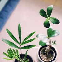 ザミアの育て方 管理する温度や水やりのコツは Greensnap グリーンスナップ