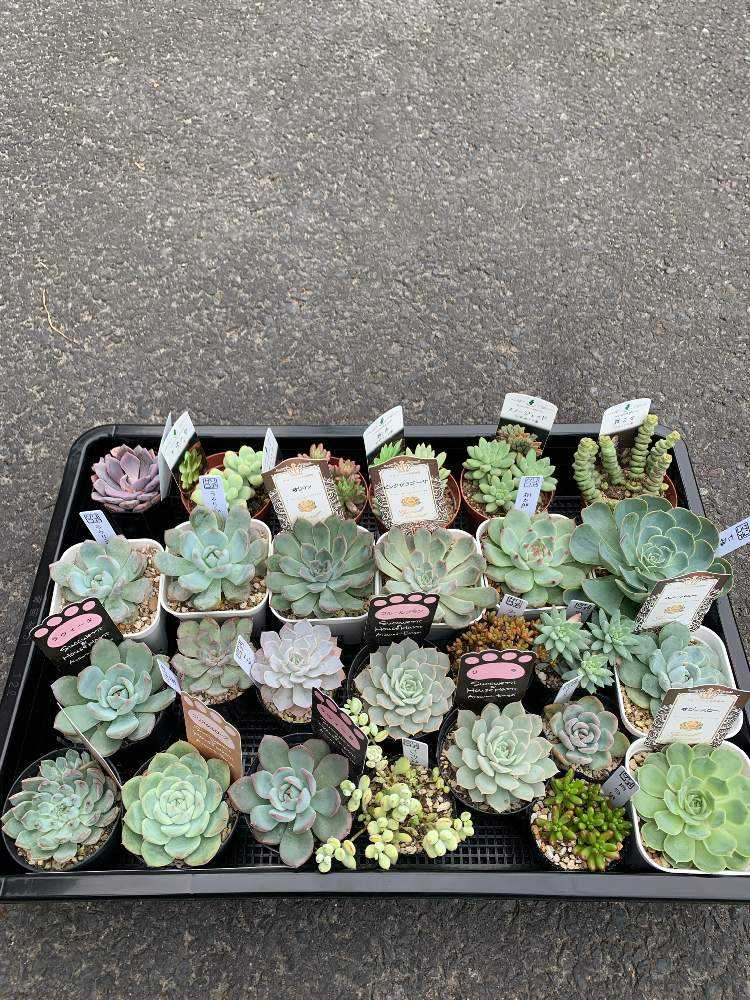 流木寄せ植えｖｅｒ 21 Greensnap グリーンスナップ