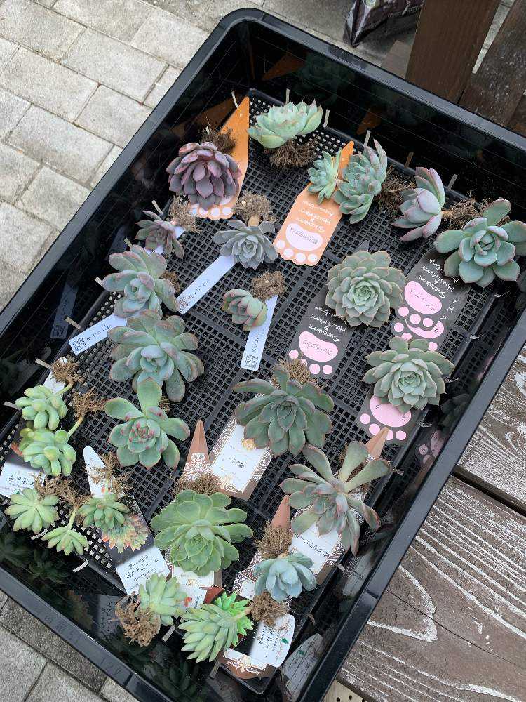 多肉植物 寄せ植え 軽石鉢 エケベリア セダム ネルソル なし ロック