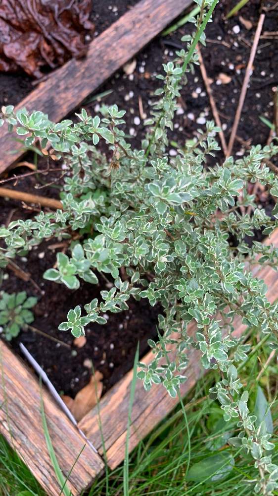 シルバータイムの投稿画像 By Cosmic Rabbitさん 家庭菜園とハーブとカナダ生活とチーム海外と無農薬と宿根 多年草 21月10月23日 Greensnap グリーンスナップ シルバータイムの投稿画像 By Cosmic Rabbitさん 家庭菜園とハーブとカナダ生活とチーム海外と無農薬と宿根 多年草 21月10月23日 Greensnap グリーンスナップ