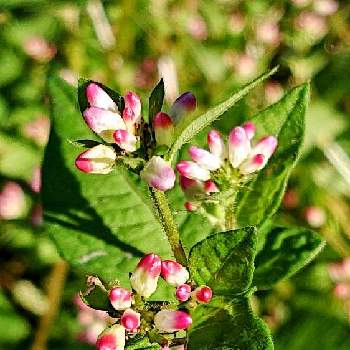ミゾソバの花 の投稿画像一覧 Greensnap グリーンスナップ ミゾソバの花 の投稿画像一覧 Greensnap グリーンスナップ