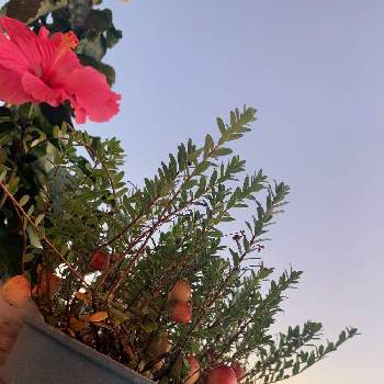 食べられる実の画像 by EMIさん | バルコニー/ベランダと食べられる実とクランベリー♡とおうち園芸と ハイビスカスとピンクのお花と花のある暮らしと少し濃いピンクのお花〜*と赤い実とiPhone撮影とアドニス・ピンク