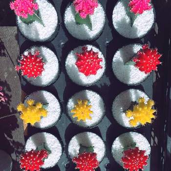 お花屋さんの店先での画像 by EMIさん | 多肉植物とサボテン科と花のある暮らしとお花屋さんの店先でと深大寺とお散歩