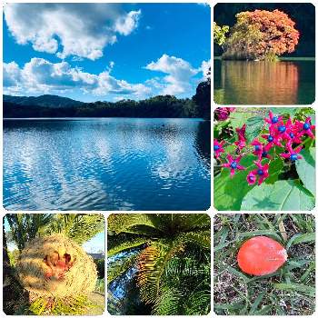 ソテツの実の投稿画像一覧 Greensnap グリーンスナップ ソテツの実の投稿画像一覧 Greensnap グリーンスナップ