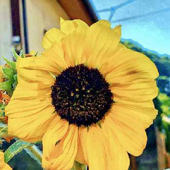 シロタエヒマワリの画像 by ドラチャンことAkitoshi Imaiさん | シロタエヒマワリと今日を今を生きることと⚔️心を燃やせとワクワクの花たちと最愛の友へ届けと雲仲間と幸せの黄色いお花といつも心に太陽をと元気に笑顔で居てとenjoy ＆ smile happy⤴︎とFriends.Kizunaと明日はきっと良い日になるとファンタスティックブルーと毎日thank you❤️