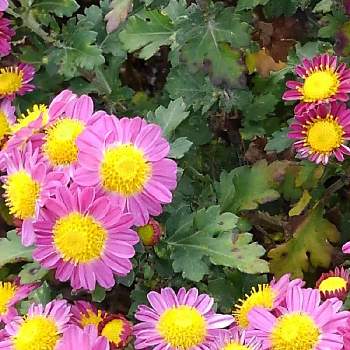 秋のお花♡の画像 by まさちゃんさん | 小さな庭と秋のお花♡とおうち園芸❀