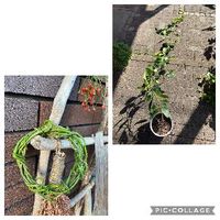 マダガスカルジャスミンの育て方 植える時期や剪定方法は Greensnap グリーンスナップ マダガスカルジャスミンの育て方 植える時期や剪定方法は Greensnap グリーンスナップ