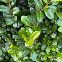 マサキの育て方 植え付け時期や挿し木の方法は Greensnap グリーンスナップ