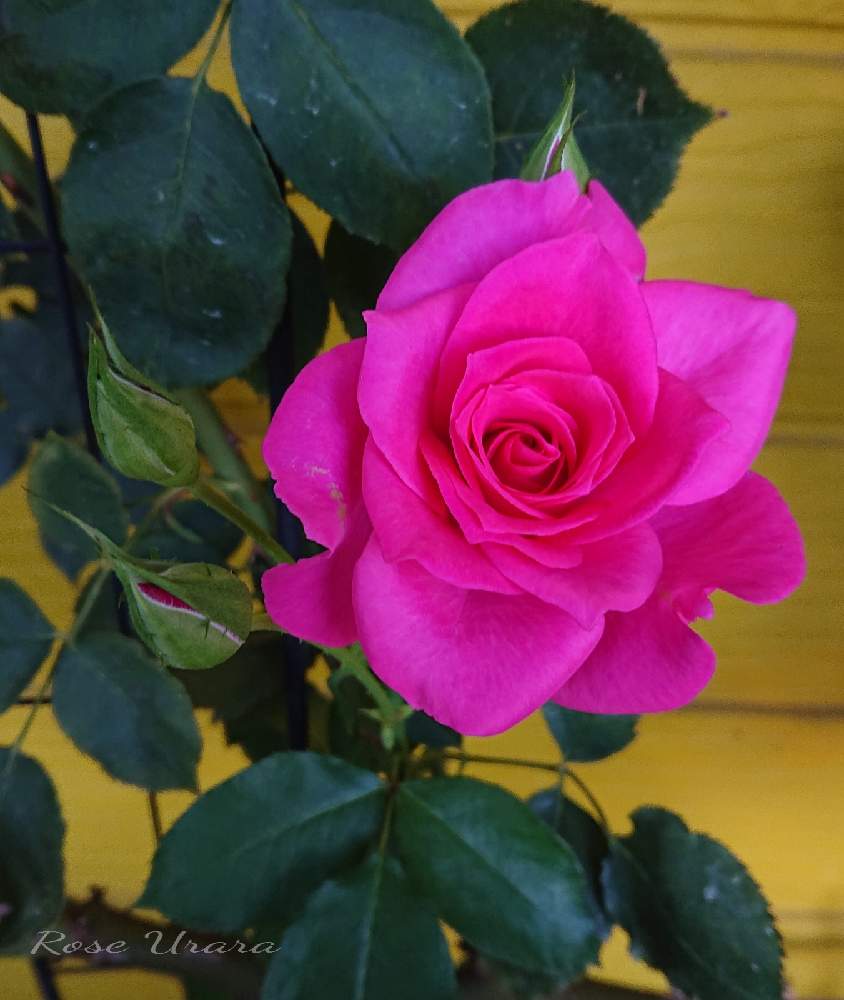 小さな庭の画像 by ＹＵＭＩＫＯさん | 小さな庭と私の癒し♡と薔薇愛同盟と花が好き❤とローズうらら　バラとおうち園芸とお花に癒されてと植中毒と2021 YUMIKO薔薇と花のある暮らしと大好き♡︎ʾʾとかわいいな♡といい色♡