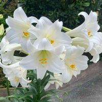 ユリ,テッポウユリ,白い花,今日のお花,お出かけ先の画像