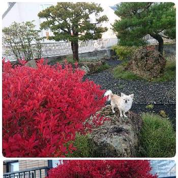 ドウダンツツジ紅葉の投稿画像一覧 Greensnap グリーンスナップ