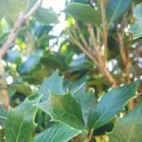 ヒイラギ 柊 の育て方 剪定時期や挿し木の方法は Greensnap グリーンスナップ