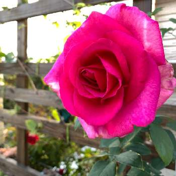 パローレの投稿画像一覧 Greensnap グリーンスナップ