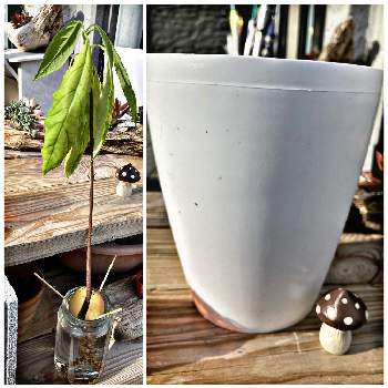 アボカド水栽培からの鉢植えの画像 by きのこさん | キッチンとアボカドとアボカド栽培とアボカド水栽培からの鉢植え