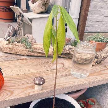 アボカド水栽培からの鉢植えの画像 by きのこさん | キッチンとアボカドとアボカド水栽培からの鉢植え