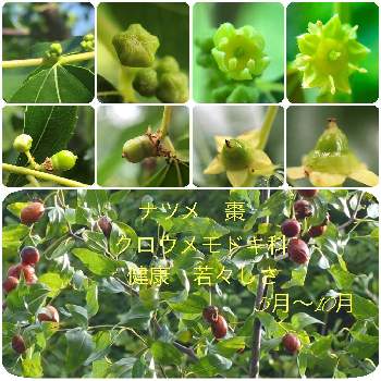 ナツメの投稿画像一覧 Greensnap グリーンスナップ