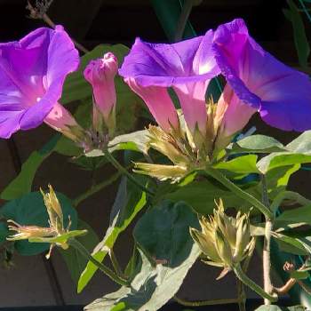 そろそろ冬支度の画像 by ふぅちゃんさん | 窓辺とオーシャンブルーと今日の一枚❤と寒い朝でした!!とおうち園芸と琉球アサガオ（オーシャンブルー)と植物中毒と花に癒される日々と花のある暮らしとそろそろ冬支度