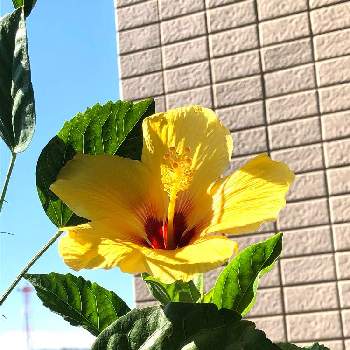 ハイビスカスの投稿画像一覧 Greensnap グリーンスナップ