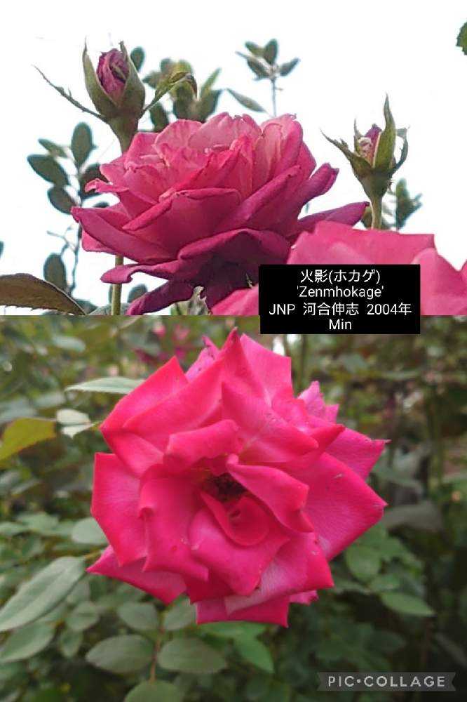 2021秋薔薇❦横浜イングリッシュガーデン【1】10/21｜🍀GreenSnap