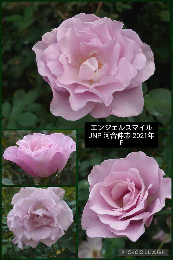 2021秋薔薇❦横浜イングリッシュガーデン【1】10/21｜🍀GreenSnap