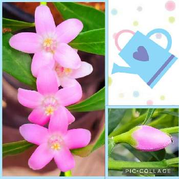 蕾フェチの画像 by 美桜міо*さん | 車庫とサザンクロスと蕾フェチとスマホ撮影とありがとう♡とこんな時こそ花をとGSのみなさんに感謝♡とピンクのお花とかわいい