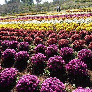 ざる菊 クッションマム の投稿画像一覧 Greensnap グリーンスナップ