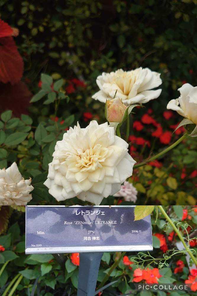 2021秋薔薇❦横浜イングリッシュガーデン【1】10/21｜🍀GreenSnap