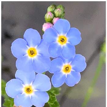 シンワスレナグサの投稿画像一覧 Greensnap グリーンスナップ