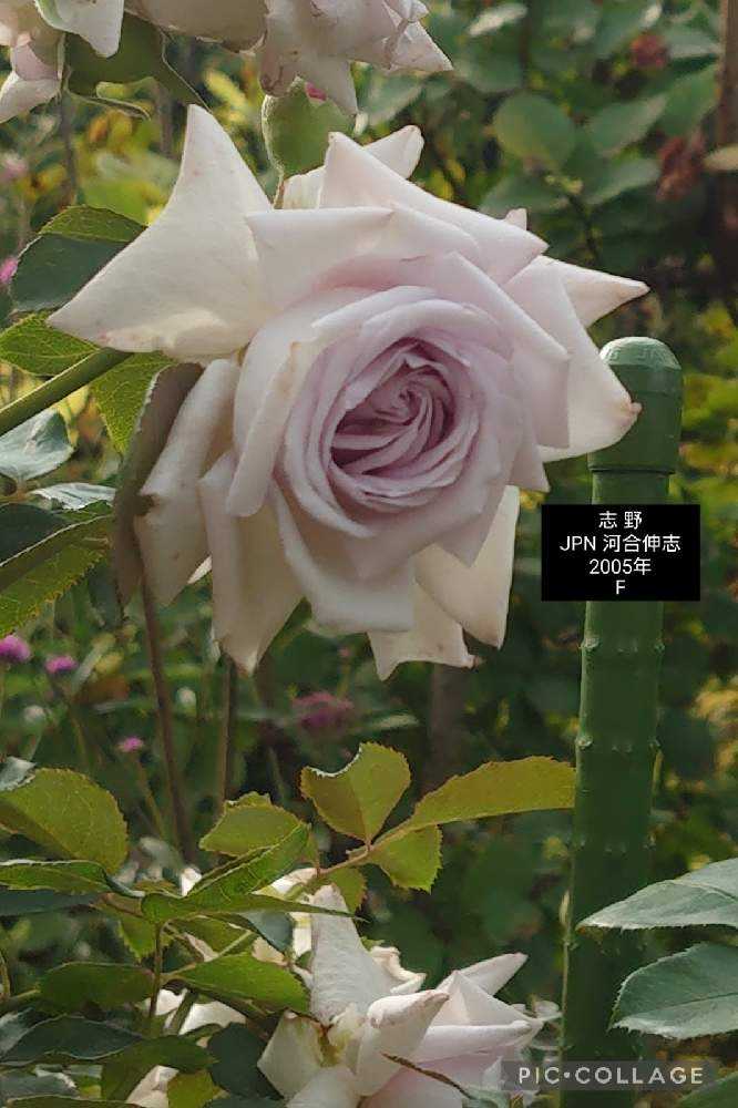 ◇ハーバリウム340イングリッシュガーデン*.:。✿* バラと華やかな小花たち