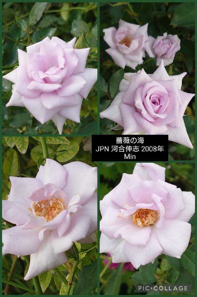 21秋薔薇 横浜イングリッシュガーデン １ 10 21 Greensnap グリーンスナップ