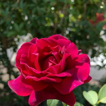 バラのある庭の画像 by さっちゃんさん | オデュッセイアとmy rose dardenとおうち園芸とささやかな幸せとバラのある庭とガーデニング