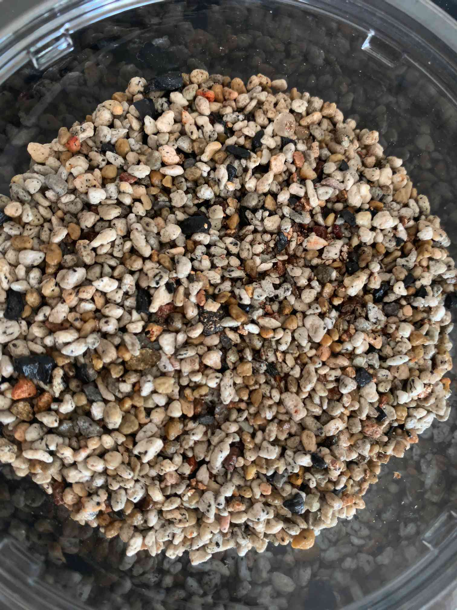 コノフィツムマウガニー種子20種類10粒ずつセット