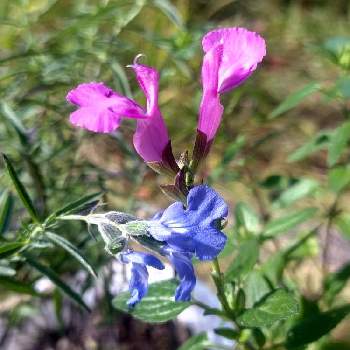 サルビアアズレアの画像 by *hiro*さん | チェリーセージとサルビアアズレアと庭パトと種まきと♯種まきと種から育てると可愛い花とおうち園芸と初めての花とピンクチーム✨と青チーム✨と大好きな花と花のある暮らし