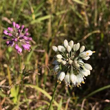 ネギ属の投稿画像一覧 Greensnap グリーンスナップ