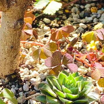 センペルビウム バニラシフォンの画像 by ハルさん | 広い庭とセンペルビウム バニラシフォンと多肉植物と10月の庭と錦の日と地植えの多肉とふたご
