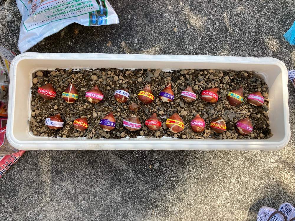 21秋 22春 チューリップ球根などの育成 Greensnap グリーンスナップ