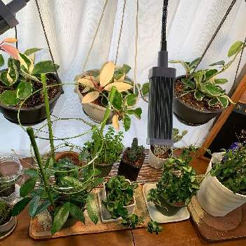 ホヤ カルノーサ コンパクタの投稿画像一覧 Greensnap グリーンスナップ