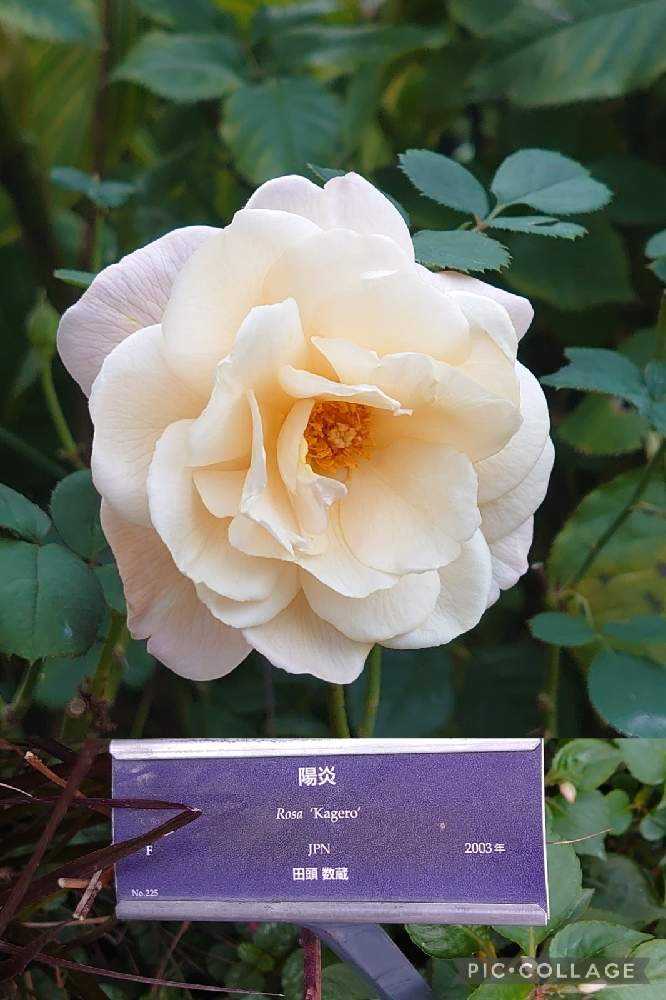 2021秋薔薇❦横浜イングリッシュガーデン【1】10/21｜🍀GreenSnap