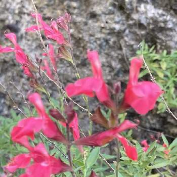 サルビアミクロフィラ の投稿画像一覧 Greensnap グリーンスナップ