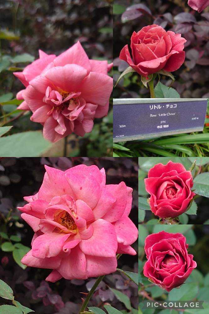 2021秋薔薇❦横浜イングリッシュガーデン【1】10/21｜🍀GreenSnap