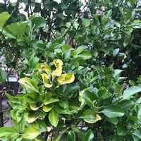 マサキの育て方 植え付け時期や挿し木の方法は Greensnap グリーンスナップ
