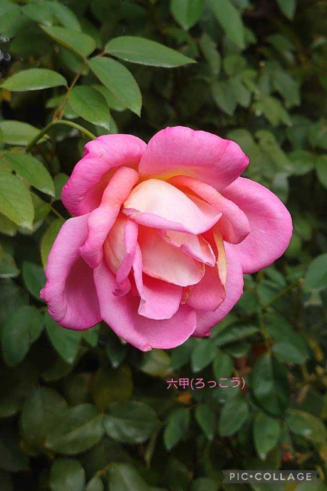 2021秋薔薇❦横浜イングリッシュガーデン【1】10/21｜🍀GreenSnap