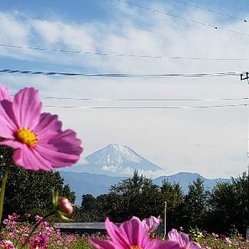 こすもすの画像 by にゃんきちさん | お出かけ先とかわいいと黒ニャンコ隊とこすもすと美しい富士山