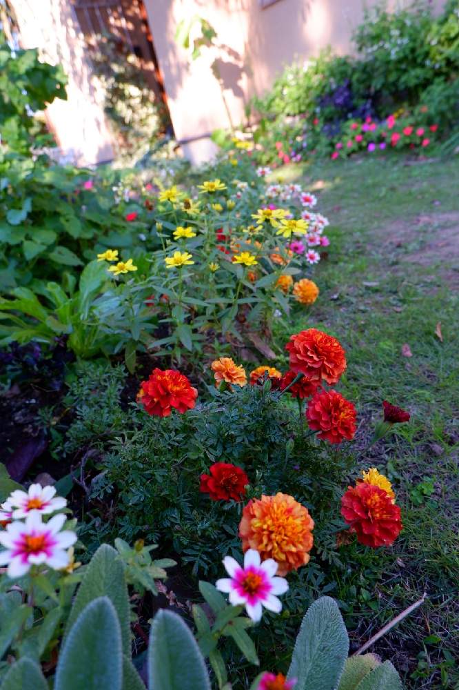 マリーゴールド ストロベリーブロンドの投稿画像 By Fukuさん ジニア プロフュージョン チェリーバイカラーとジニアプロフュージョンとアプローチとたねからの幸せと花壇とタネからとgs映えと種まき中毒ときれいとおうち園芸と夏に咲く花とガーデニングと花のある暮らし