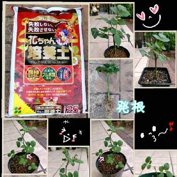 花ちゃん培養土の投稿画像一覧 Greensnap グリーンスナップ