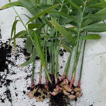 生姜栽培の投稿画像一覧 Greensnap グリーンスナップ