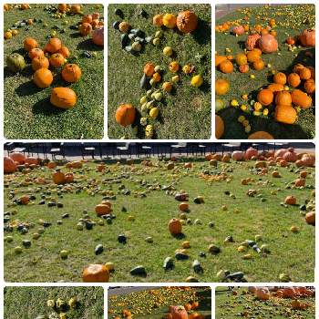 北海道の秋の画像 by 空色さん | お出かけ先と北海道の景色と穏やかな時間とありがとう♡とハロウィンと北海道の秋と北海道とハロウィンカボチャと小さな幸せ感謝